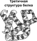 третичная структура белка
