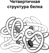 четвертичная структура белка